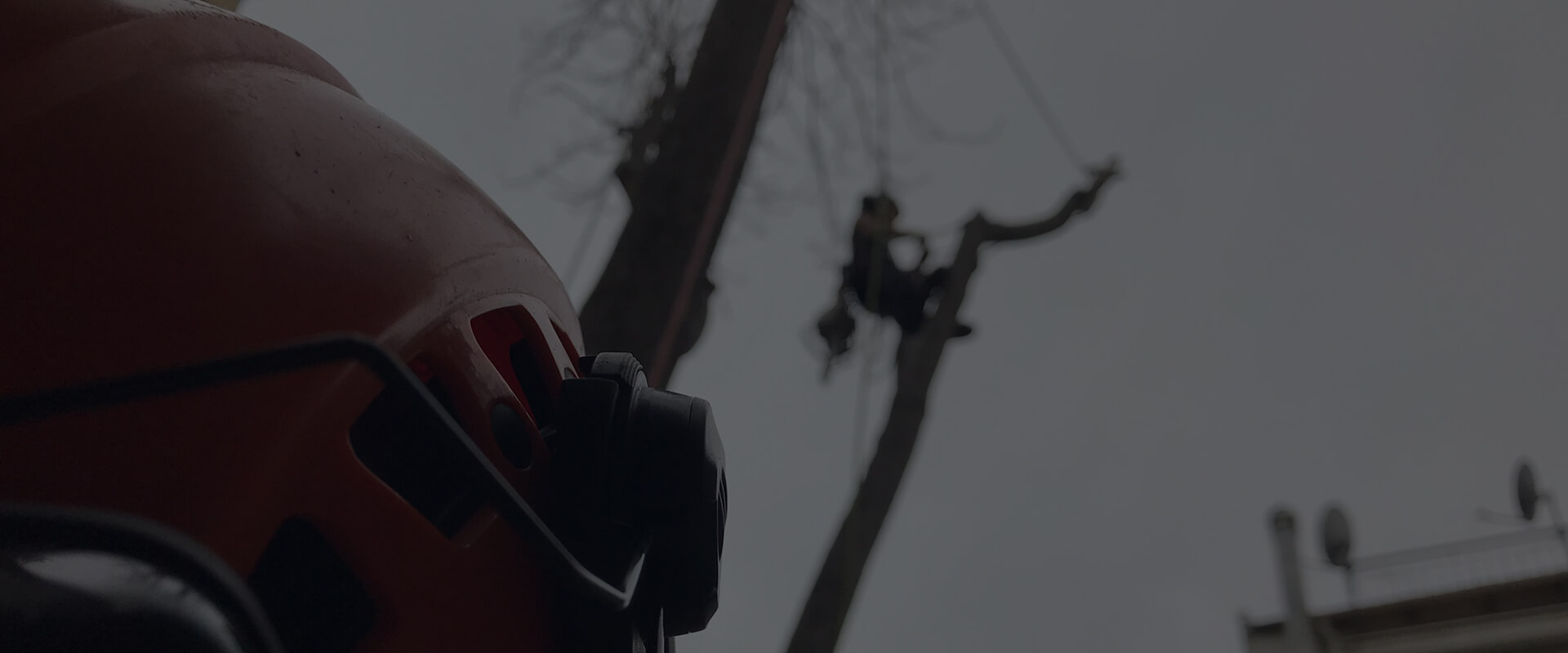 TREE ROPES